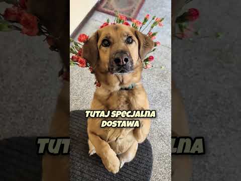 Najlepszy kurier na Dzień Kobiet 💐🐶 #pies #piesek #kundelek #kobieta #kurier