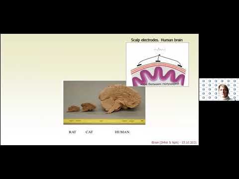 M18 Dr. Evgenia Sitnikova "Rhythmic Brain Activity: Normal and Pathological Rhythmogenesis"