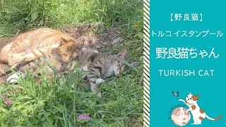昼下がりの猫 | トルコ イスタンブール在住 野良猫ちゃん | Trukish Cat