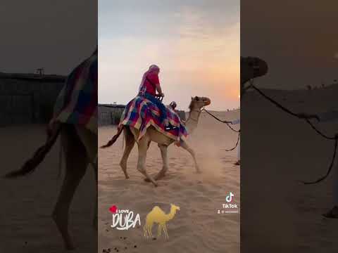 Amazing Dubai Camel Ride #dubai #camel #camelride #dubaicamelride #fun #amazing #tourist #ride
