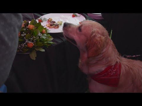 Vet Hospital Party në Life is Better with Friends 16/05/2018 | IN TV Albania