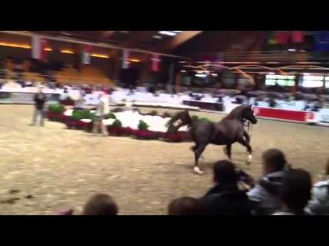 Im Bayard Cathare Bronze Champion Senior Male