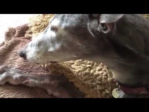 Greyhound Grooming Tips (using a Vacuum Cleaner!)
