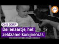Deil in de jaren 60 | Ons Dorp