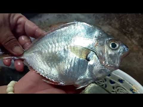 The fish that floats on the water is very clean - Ponyfish