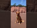 Golden Boy Puppy Shorts Funnydogs Ducktoller Narvey