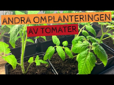 Den andra OMPLANTERINGEN av tomater i #tomatexperimentet
