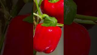 Shimla Mirchi / Capsicums | Heavy Fruiting | Lifescapes With Kusum #shorts