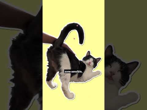 Tu lui tapotes aussi l'arrière train ? 🐈👋 On t'explique pourquoi ton chat aime ça !  #chat #caats