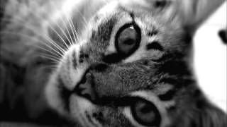 Canto Para Minha Morte - Raul Seixas