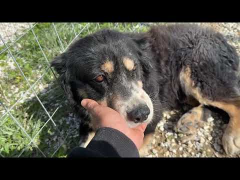 Rodolfo Is Getting Stronger Every Day! He's 12 Years Young!- Takis Shelter