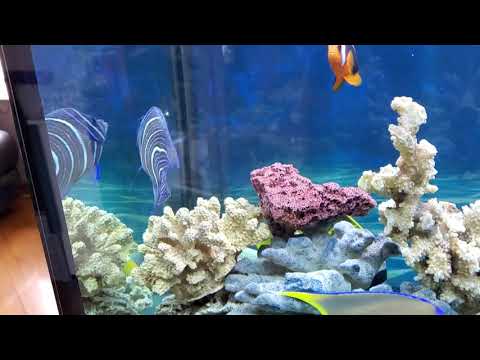 藍紋神仙魚可以吃嗎