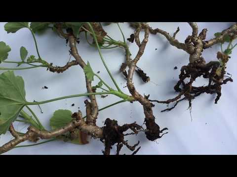 アイビーゼラニウムの枝の切り方