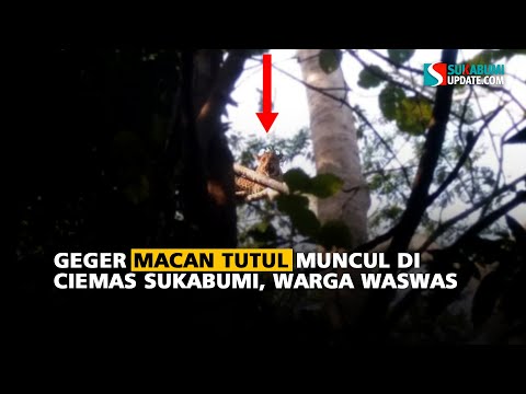 Geger Macan Tutul Muncul di Ciemas Sukabumi, Warga Waswas
