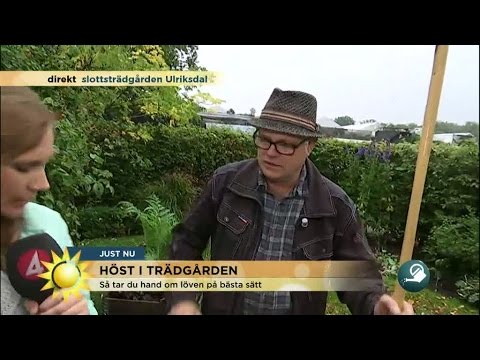 , title : 'Höst i trädgården - september är bästa planteringsmånaden - Nyhetsmorgon (TV4)'