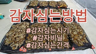 [감자재배] 감자심는방법