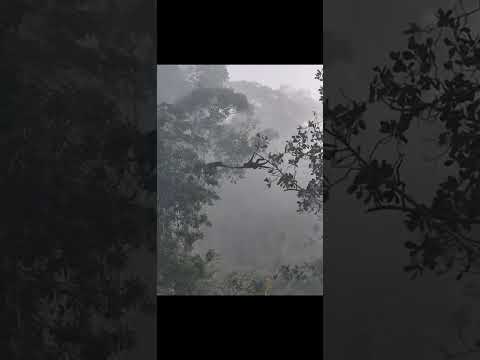 A ponte dos macacos, com audiodescrição