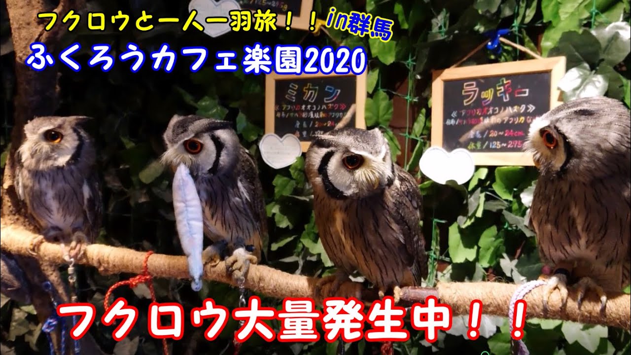 フクロウ盛りだくさん！！ふくろうカフェ楽園2020