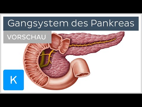 Gangsystem des Pankreas - Aufbau und Funktion (Vorschau) | Kenhub