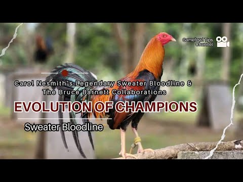 Carol Nesmith’s Legendary Sweater Bloodline & Bruce Barnett Collaboration The Evolution of Champions