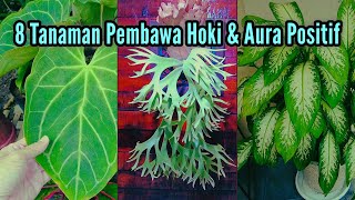 Download lagu Must-Haves!! 8 Houseplants That Bring Good Luck and Radiate Positive Energy mp3