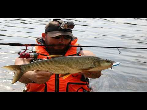 Asp fishing on Storm's topwater lures