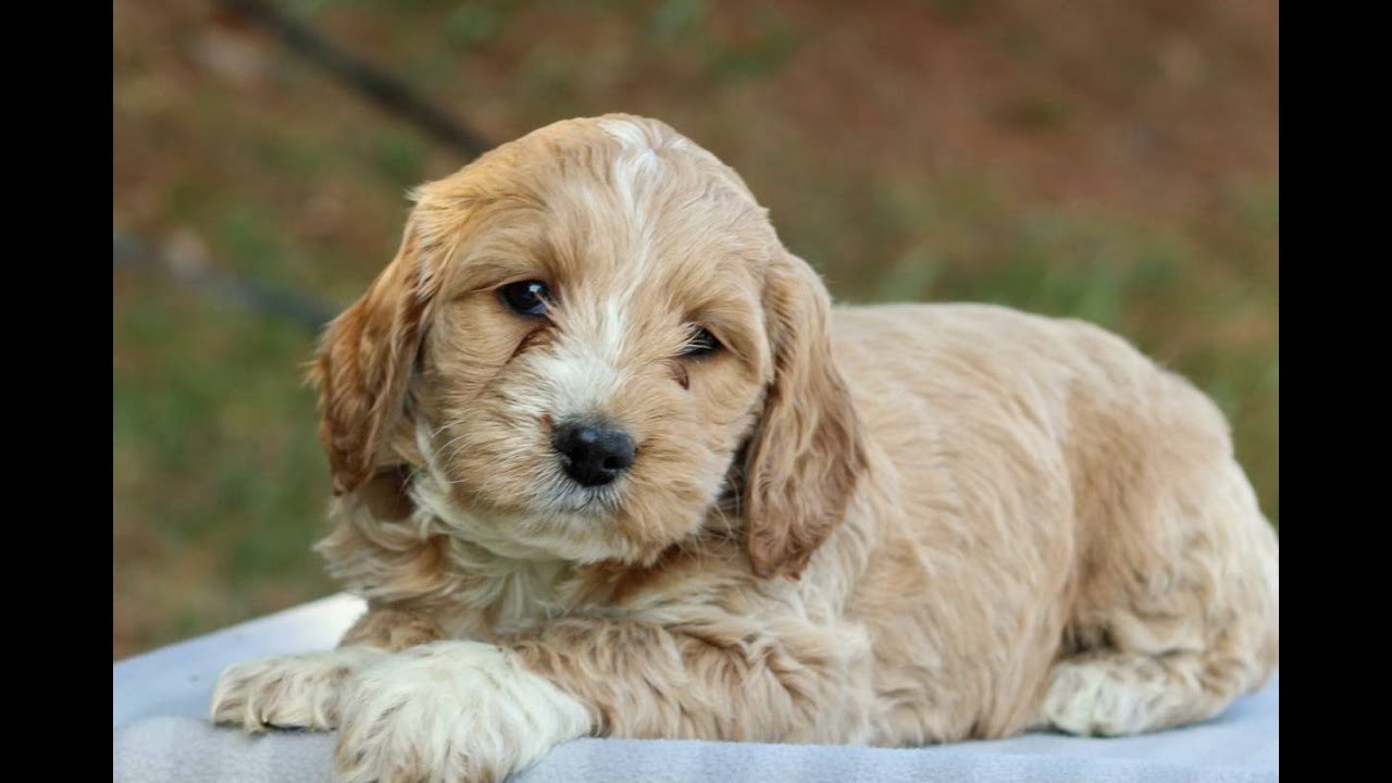 Cockapoo Puppies for Sale
