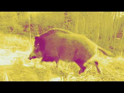 Junior Stress a.k.a. Jurek Dre$ - "DZIK" (Prod.Daniel S.) THE ANIMALS vol.1