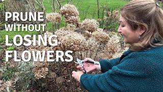 How to Prune Hydrangeas 🌿 Old Wood vs New Growth Explained // Cottoverdi