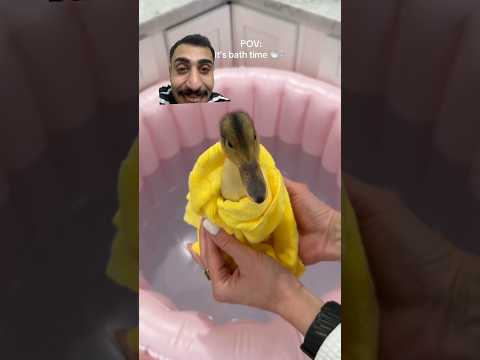 سبحت حيوانها الأليف البطة #ضحك