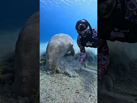 ये है समुद्र की गाय 😮 | Dugong #facts #animalfacts #animals