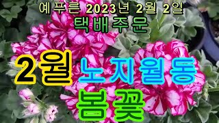 2월꽃 아이비제라늄 레위시아 애니시다 아르메니아 선녀철쭉천리향 청하쥐손이