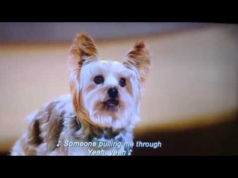 Pup Star-Tiny's Final Audition