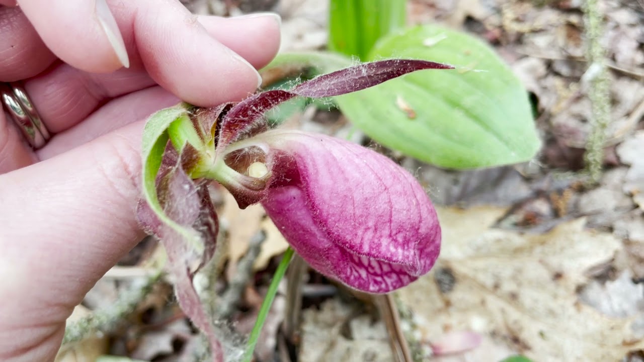 Mondays with Martha #53 - Pink Lady's Slipper