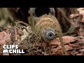 Elite Snipers Enter The Jungle For A Lethal Mission Sniper Tom Berenger