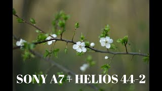 SONY A7 + HELIOS 44-2 F2.0 - BOKEH PHOTO SAMPLES