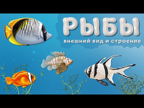 , title : 'РЫБЫ их внешний вид и строение.'