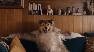 AXE: Dog | The Power of Sweetness