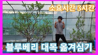 블루베리 대목 이식 삽자루 3개부지르고 소요시간 3시간 