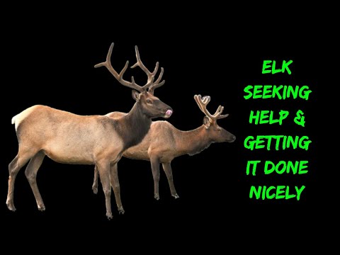elk seeking help and getting it done nicely