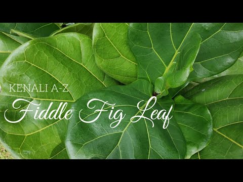 , title : 'A - Z Pokok Fiddle Fig Leaf | Ficus Lyrata | Pokok Ketapang Sebagai Pokok Indoor'