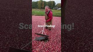 Download lagu Halloween Scare in the Cranberry Bog! #cranberries mp3
