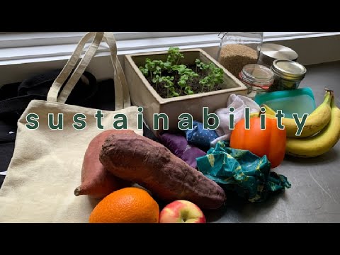 A 5 Minute Guide To Sustainability 🌎