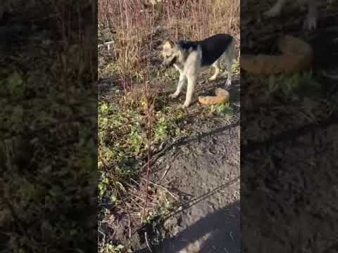 ВЕО овчарка юный садовод 🧑‍🌾