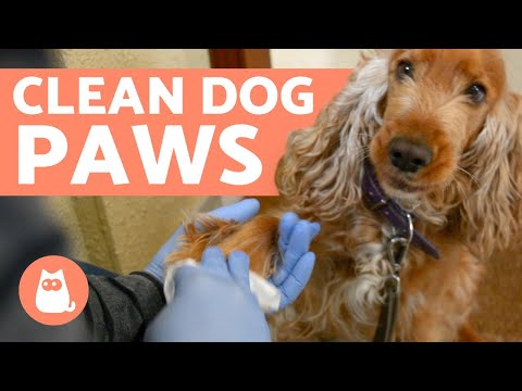 How to CLEAN your DOG'S PAWS after a WALK 🐾