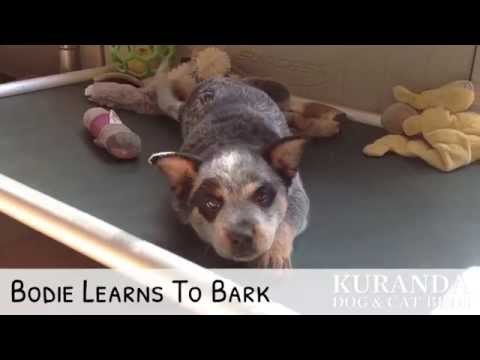Puppy learns to bark