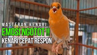 Download lagu Masteran Kenari Roll Panjang Jernih Pancingan Agar Kenari Cepat Buka Paruh Ngerol Panjang mp3