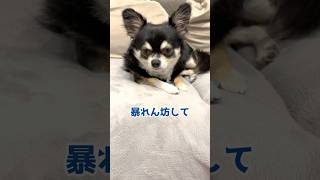 犬、自分が悪かったとわかってる。  #犬との暮らし #chihuahua #dog