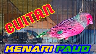 Download lagu CUITAN KENARI PAUD PERANGSANG BUNYI KENARI STRES MACET BUNYI | PANCINGAN KENARI BISU BIAR BUNYI mp3