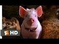 Babe Pig In The City 1998 That Ll Do Pig Scene 10 10 Movieclips